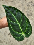Anthurium regale - M