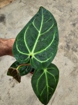 Anthurium regale - M