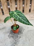 Anthurium regale - M