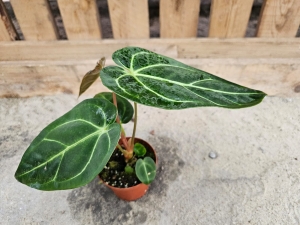 Anthurium regale -  M (1)