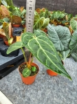 Anthurium regale - M