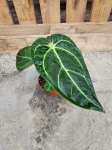 Anthurium regale - M