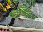 Anthurium regale - M