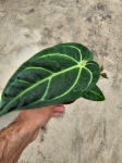 Anthurium regale - M