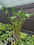 Alocasia Dragon Tail - XL