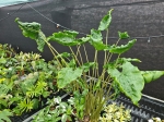 Alocasia Dragon Tail - XL