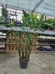 Alocasia Dragon Tail - XL