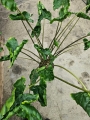 Alocasia Dragon Tail - XL