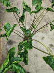 Alocasia Dragon Tail - XL