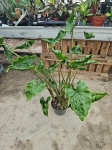 Alocasia Dragon Tail - XL