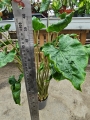 Alocasia Dragon Tail - XL