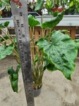 Alocasia Dragon Tail - XL