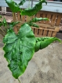 Alocasia Dragon Tail - XL