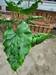 Alocasia Dragon Tail - XL