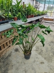 Alocasia Dragon Tail - XL