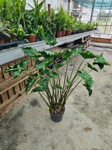 Alocasia Dragon Tail - XL
