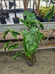 Alocasia Dragon Tail - XL