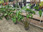Alocasia Dragon Tail - XL