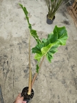 Alocasia Golden Dragon - XL