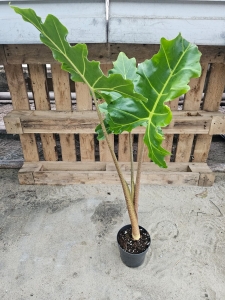 Alocasia Golden Dragon - XL