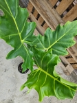 Alocasia Golden Dragon - XL