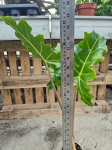 Alocasia Golden Dragon - XL