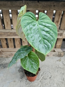 Philodendron Majestic - XL