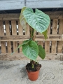 Philodendron Majestic - L
