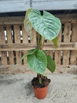 Philodendron Majestic - L