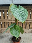 Philodendron Majestic - L