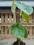 Philodendron Majestic - L