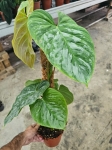 Philodendron Majestic - L