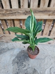 Dieffenbachia 'Green Magic' - M