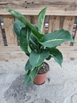 Dieffenbachia 'Green Magic' - M