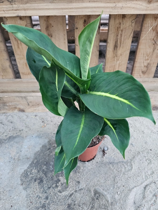 Dieffenbachia 'Green Magic' - M