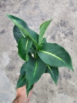 Dieffenbachia 'Green Magic' - M