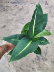 Dieffenbachia 'Green Magic' - M