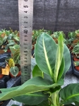 Dieffenbachia 'Green Magic' - M