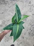 Dieffenbachia 'Green Magic' - M