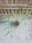 Philodendron polypodiodes - XL