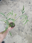 Philodendron polypodiodes - XL