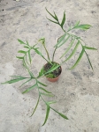 Philodendron polypodiodes - XL