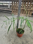 Philodendron polypodiodes - XL