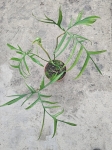 Philodendron polypodiodes - XL