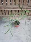 Philodendron polypodiodes - XL
