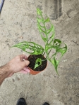 Monstera obliqua Peru - L