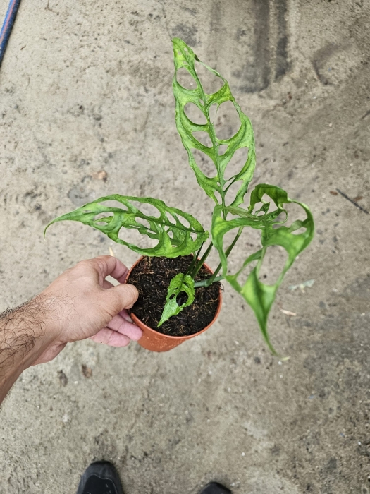 Monstera obliqua Peru - L