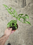Monstera obliqua Peru - L