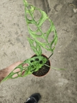 Monstera obliqua Peru - L