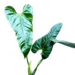 Anthurium effusispathum 1